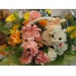 愛知県名古屋市北区なごや花壇の花　プードル　ペア